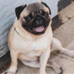 Pug Dog Images In HD