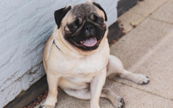 Pug Dog Images In HD