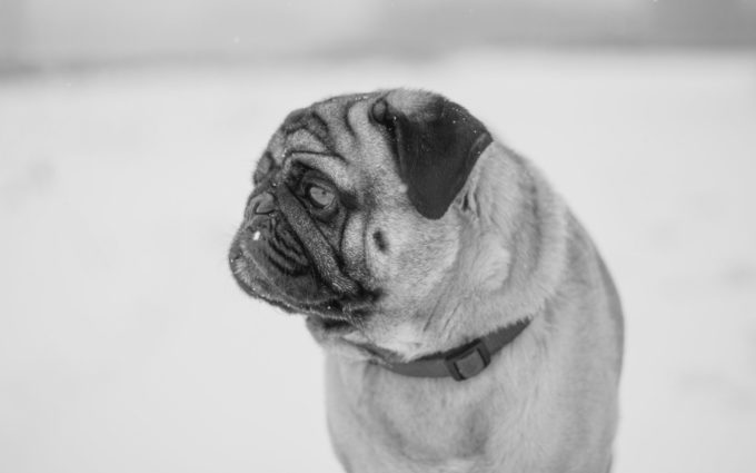 Pug Pictures To Print