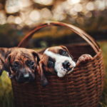 Puppies In Basket