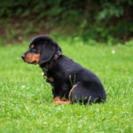 Rottweiler Puppy Images