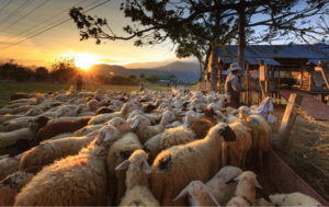 Sheep With Shepherd