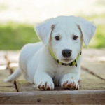 White Labrador Puppy