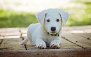 White Labrador Puppy