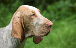 Bloodhound Pic