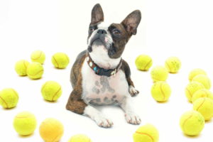 Boston Terrier Desktop Wallpaper