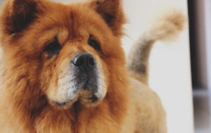 Chow Chow Images