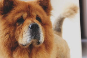 Chow Chow Images