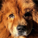 Chow Chow Pictures