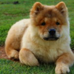 Chow Chow Puppy Images