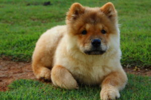 Chow Chow Puppy Images
