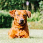 Dachshund Pictures