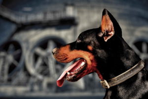 Doberman Dog Image