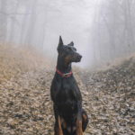 Doberman Dog Pic