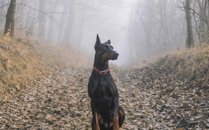 Doberman Dog Pic