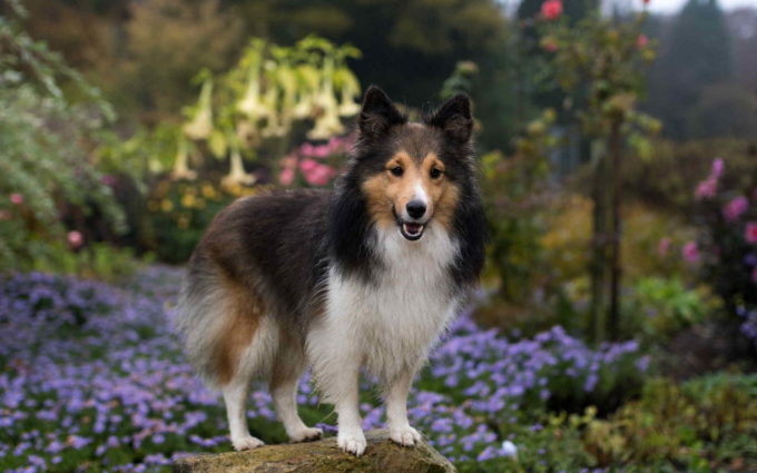 Dog Sheltie Picture