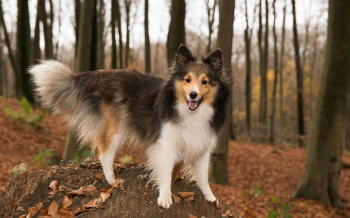 Dog Sheltie Pictures