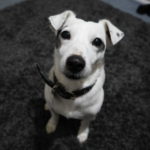 Images Of Jack Russell Terriers