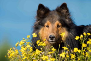 Images Of Sheltie