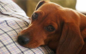 Images of Dachshund