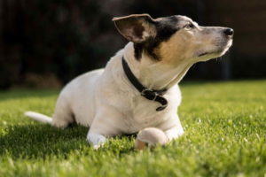 Jack Russell Terrier Images