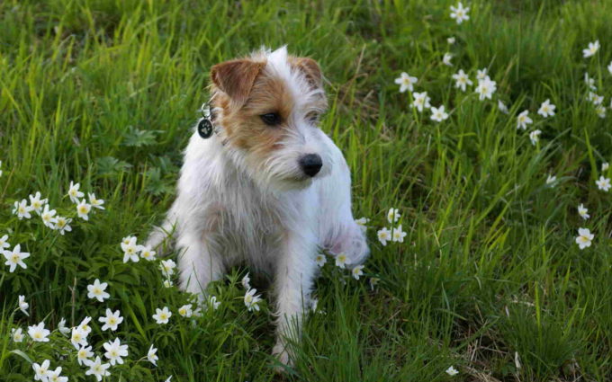 Jack Russell Terrier Pic