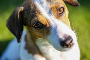 Jack Russell Terrier Pictures