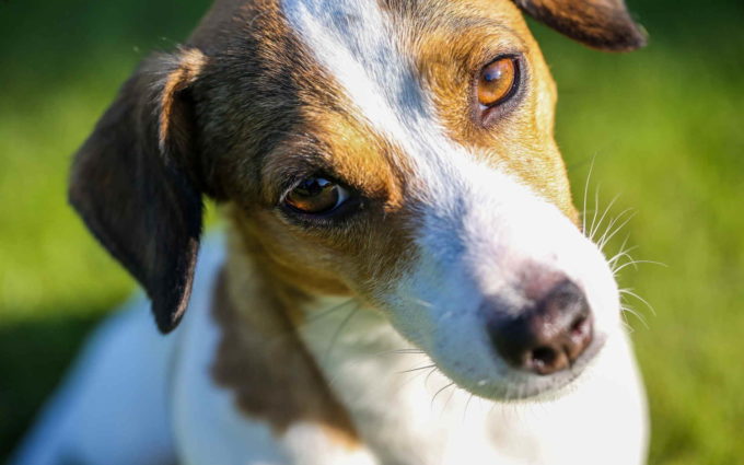 Jack Russell Terrier Pictures