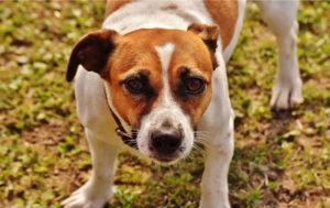 Photo Of Jack Russell Terrier