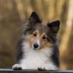 Picture of Sheltie