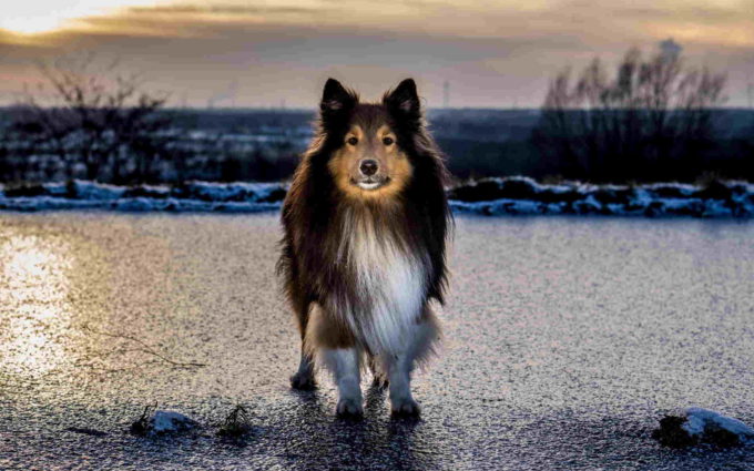 Picture of Sheltie Dog