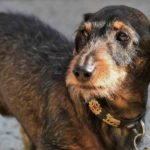Pictures Of Dachshund