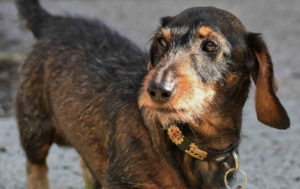 Pictures Of Dachshund