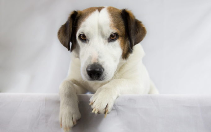 Pictures Of Jack Russell Dogs