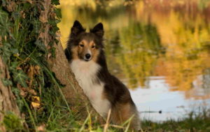 Sheltie Dog Pictures