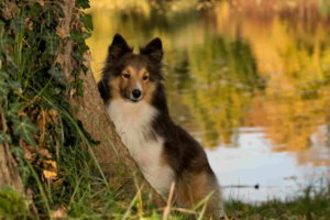 Sheltie Dog Pictures